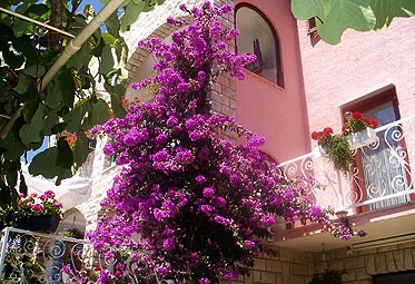 villa Olga 2.jpg